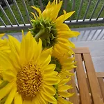 Emma - Free Parking, Ac, Wifi